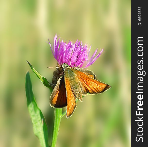 Butterfly on the blade. Russian nature, wilderness world. Butterfly on the blade. Russian nature, wilderness world.