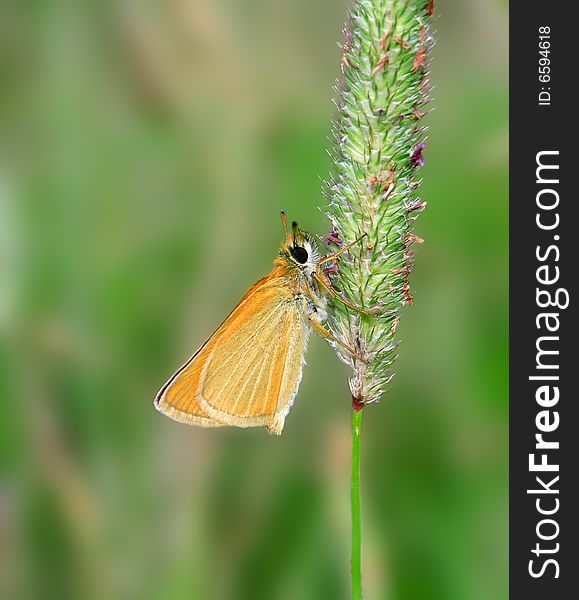 Butterfly on the grass. Russian nature, wilderness world.