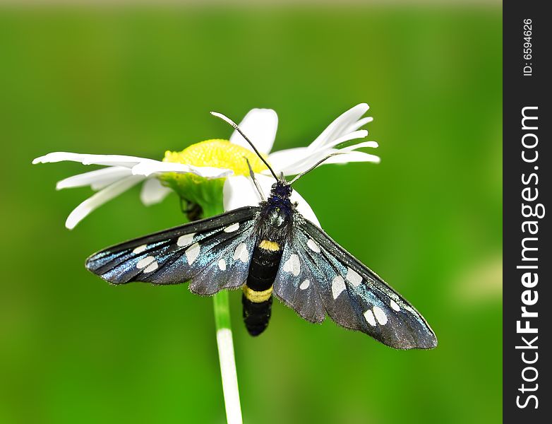 Butterfly on the camomile.