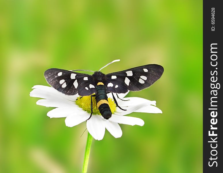 Butterfly On The Camomile.