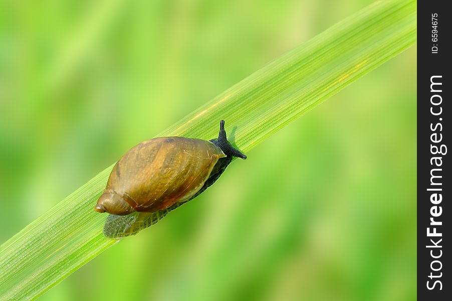 Snail On The Grass.