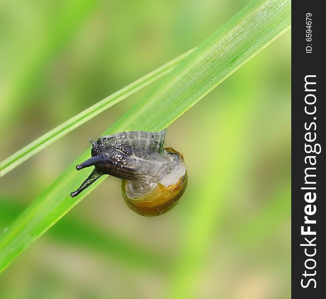 Snail On The Grass.