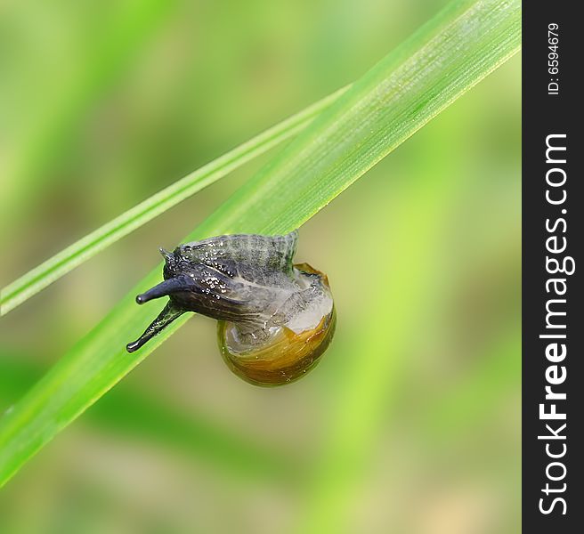 Snail on the grass. Russian nature, wilderness world.