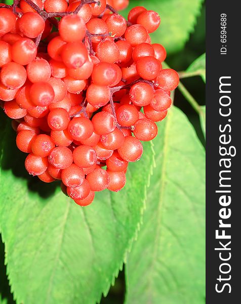 Red berry. Russian nature, wilderness world.
