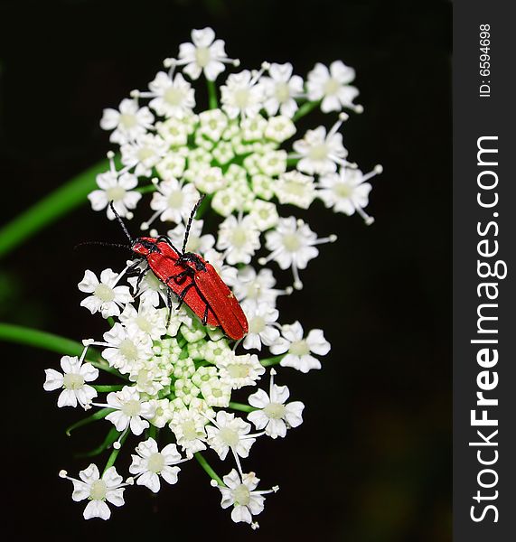 Beetle on the white flower.