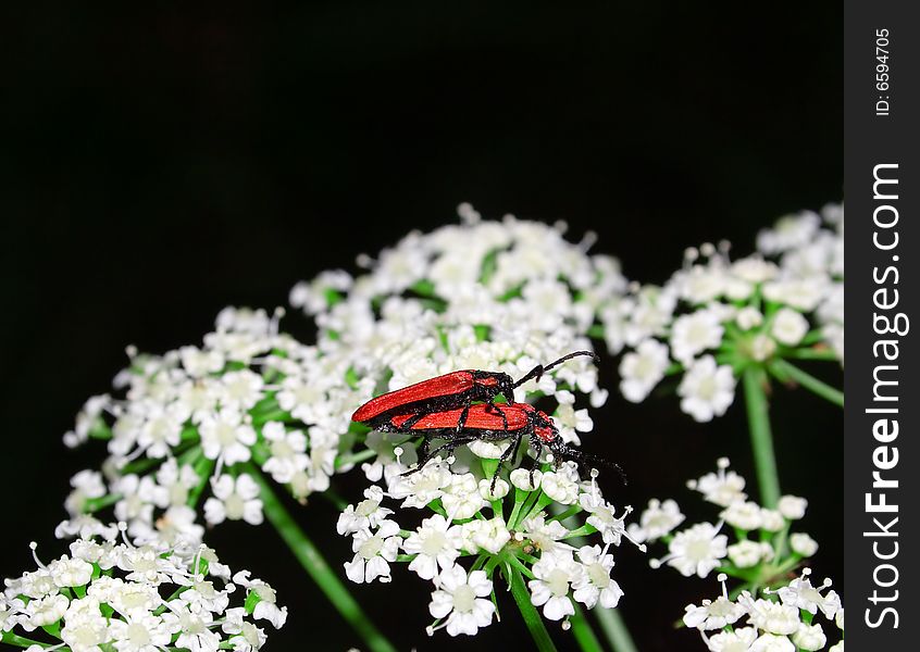 Beetle On The White Flower.