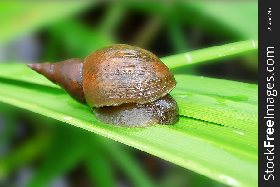 Snail on the grass. Russian nature, wilderness world.