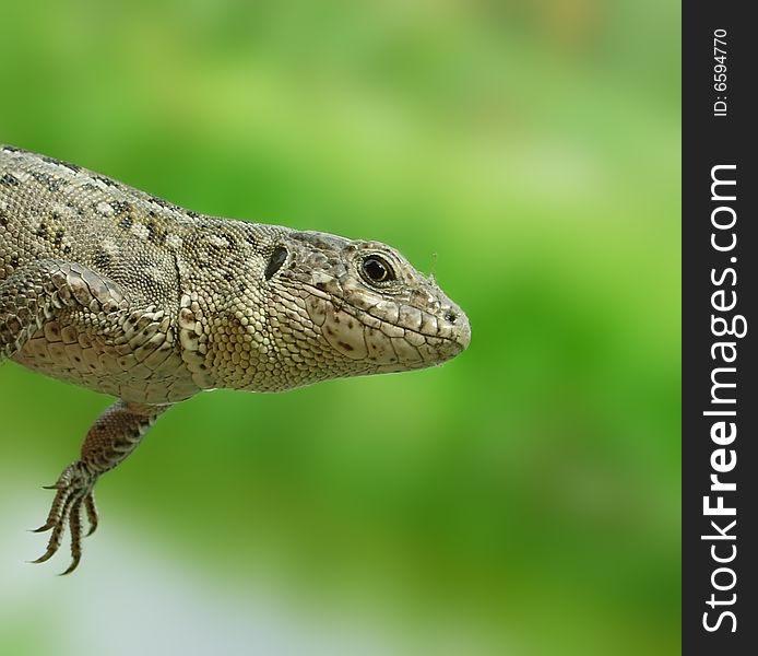 Grey lizard. Russian nature, wilderness world.