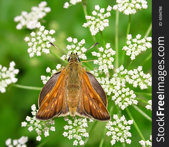 Butterfly on the white flower. Russian nature, wilderness world.