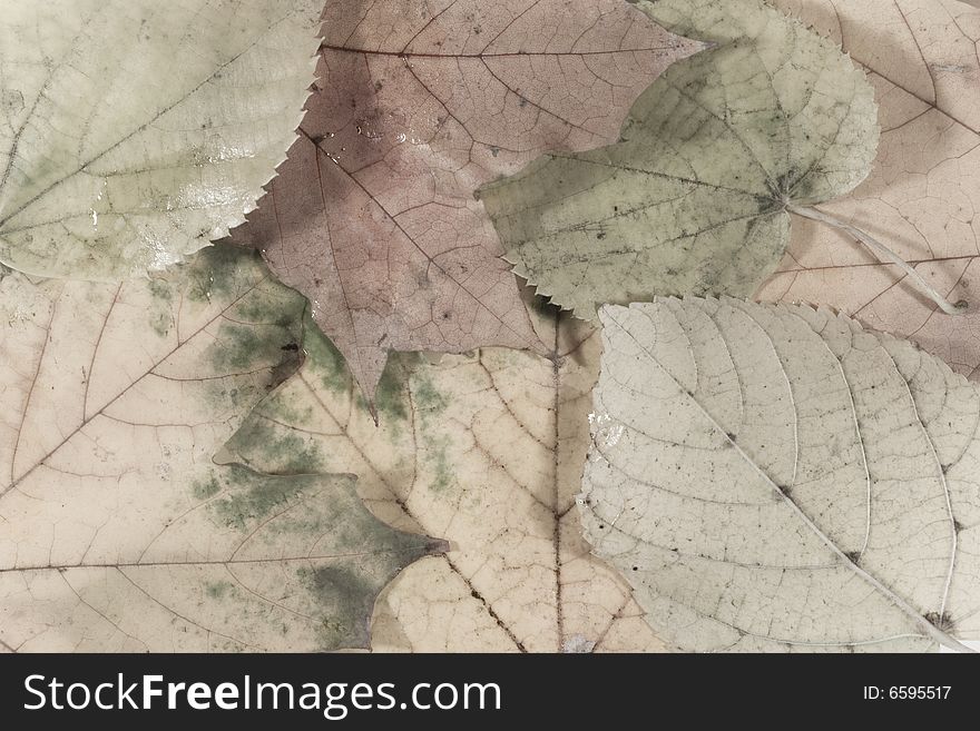 Autumn background (faded leaves with raindrops)