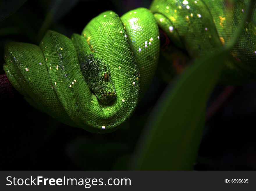 Green tree python (Morelia viridis) on tree branch