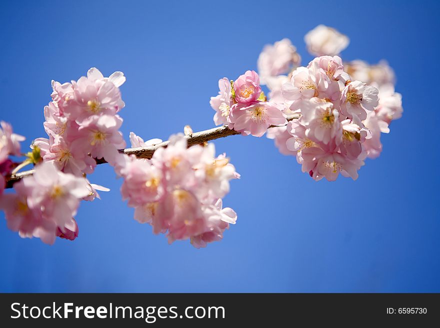 Branch with pink blossoms