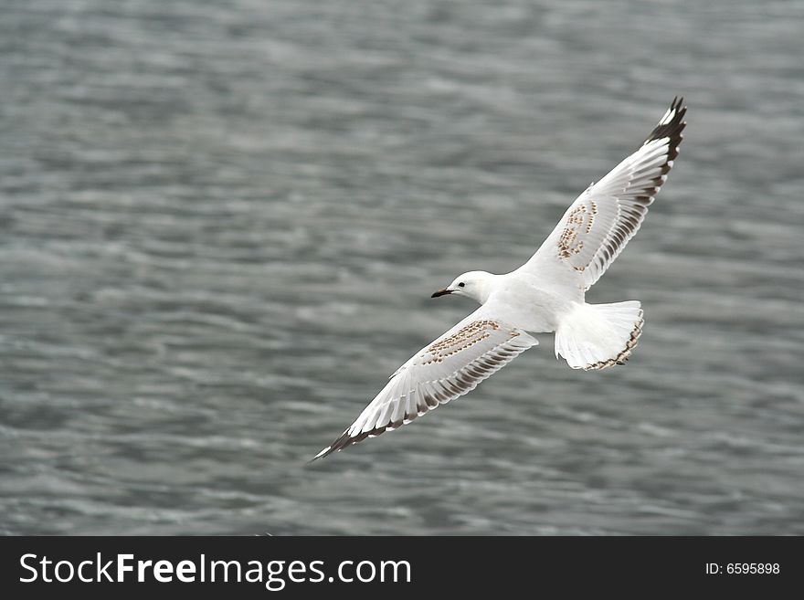 A seagull flying high in the sky