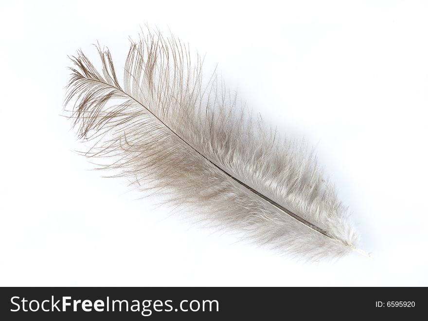 Feather isolated on white background