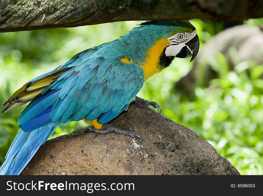 Splendid parrot in the wilderness, with a telephoto lens takes a photograph