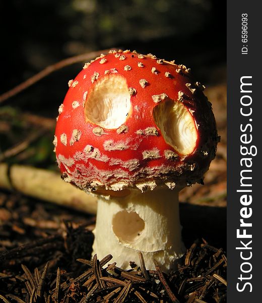 Funny toadstool in the mountain wood.