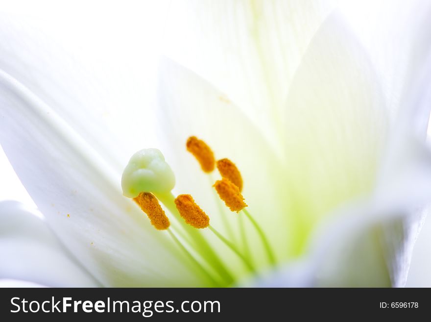 Photograph of Lilly  flower closeup