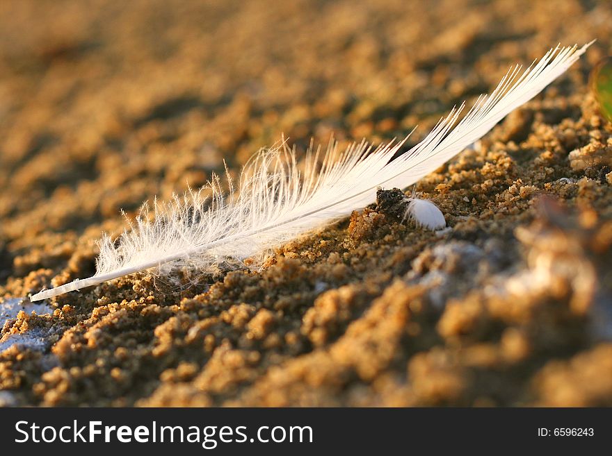 Feather on sand