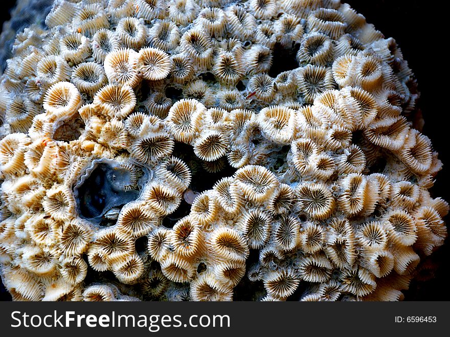 Close up huge flower shape seashell