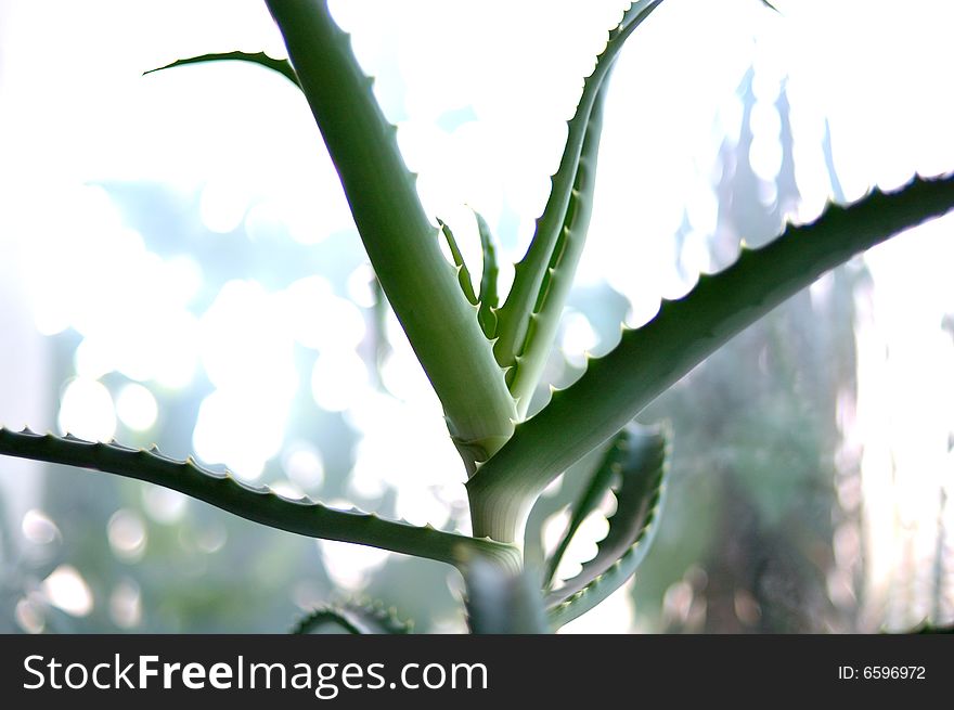 Aloe plant with strenght blurred (defocused) background. Aloe plant with strenght blurred (defocused) background.
