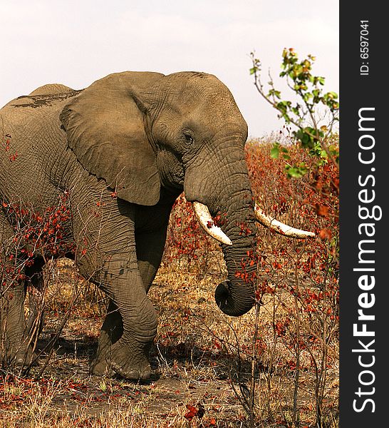 African bull elephant in the colourful winter bush on a sunny bright day. Kruger National Park, South Africa. African bull elephant in the colourful winter bush on a sunny bright day. Kruger National Park, South Africa.