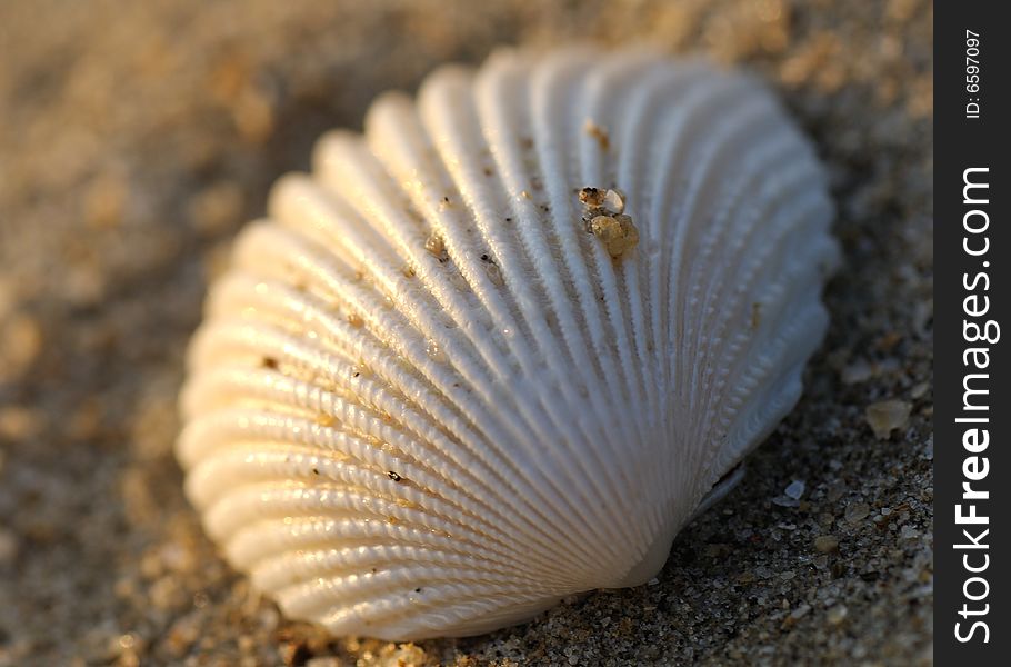 Sea shell on the beach at sunrise. Sea shell on the beach at sunrise