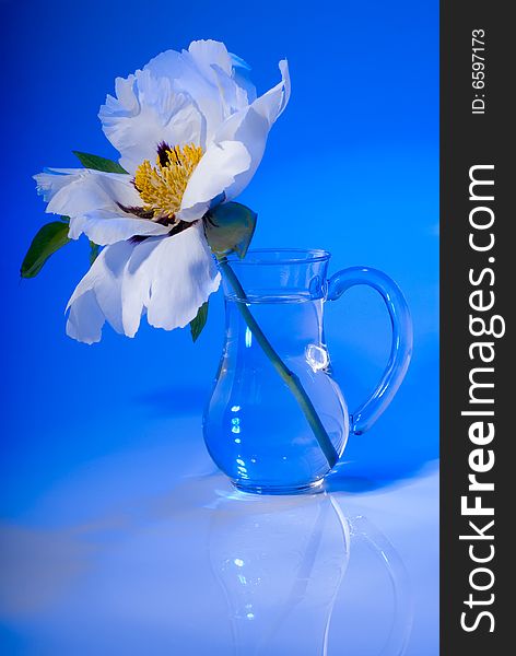 White flower on blue background, studio