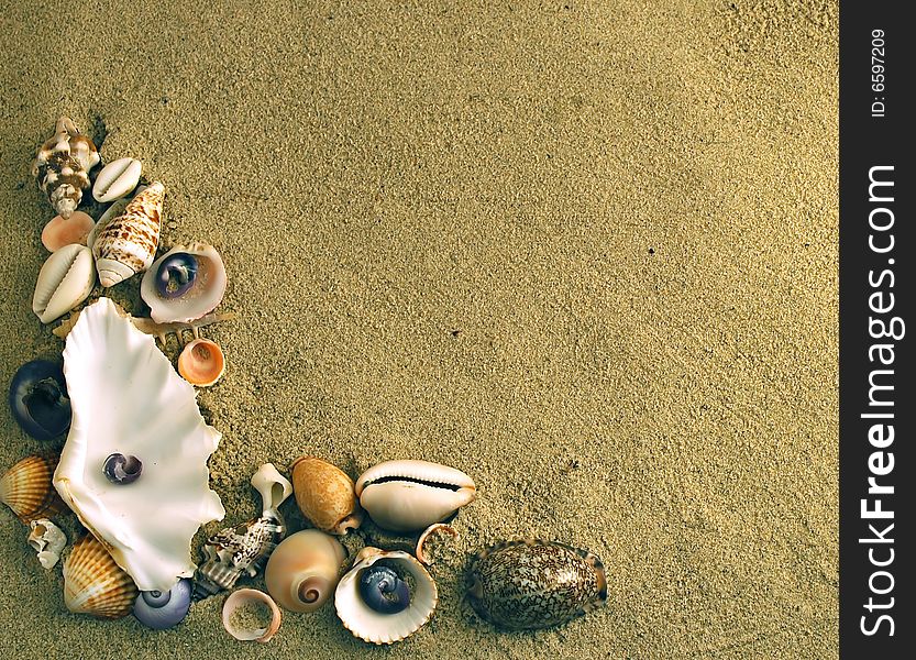 A beauteful alluvial of different Mediterranean seashells