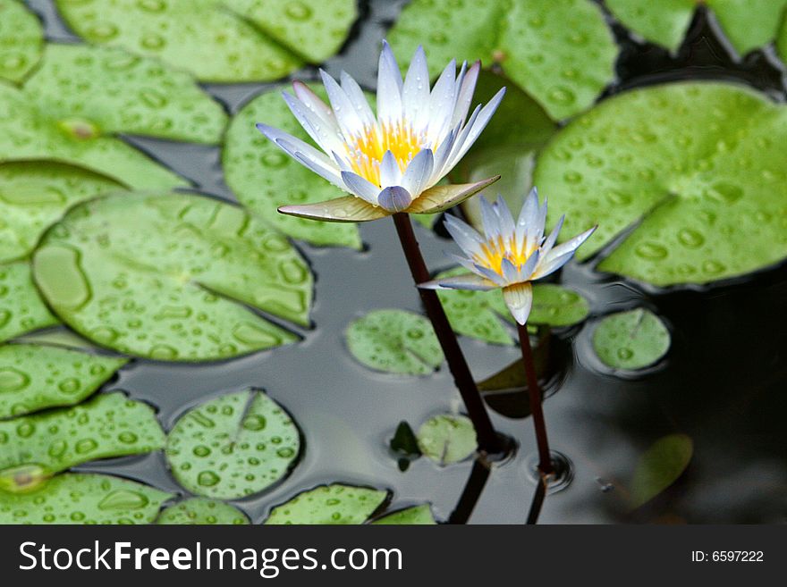 Two white lilies were dismissed on water after a rain among green round leaves.