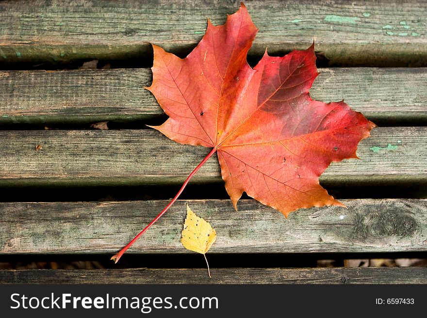 Two autumn sheets (the big red maple leaf and small yellow birch) lie on a wooden bench. Two autumn sheets (the big red maple leaf and small yellow birch) lie on a wooden bench.