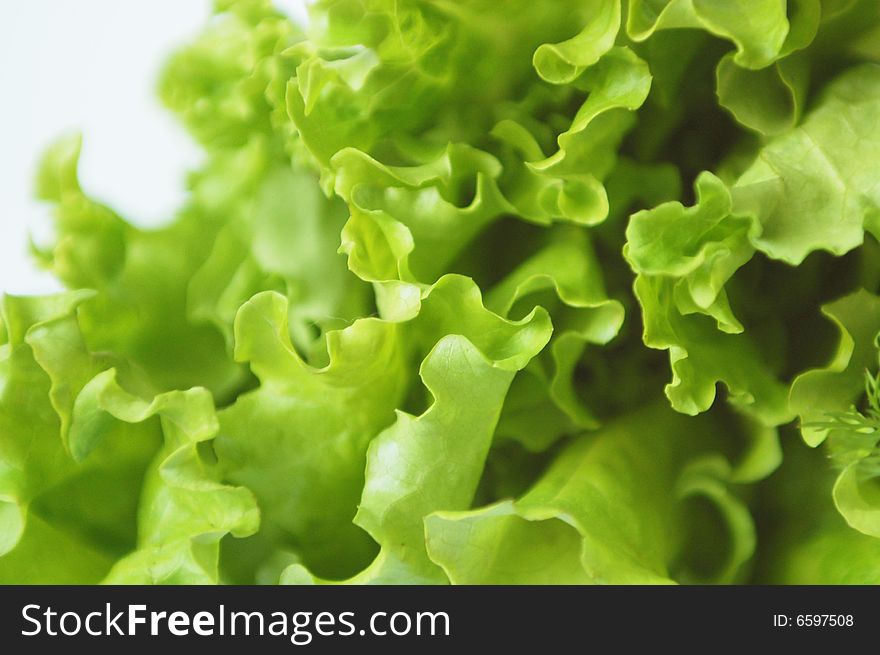 Lettuce isolated on the white background