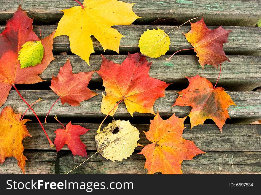 Autumn leaves (maple and aspen, red and yellow) lie on a wooden bench. Autumn leaves (maple and aspen, red and yellow) lie on a wooden bench.