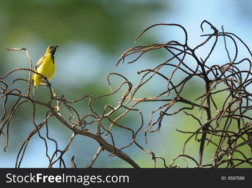 Sunbird perched on top of a bare tree. Sunbird perched on top of a bare tree