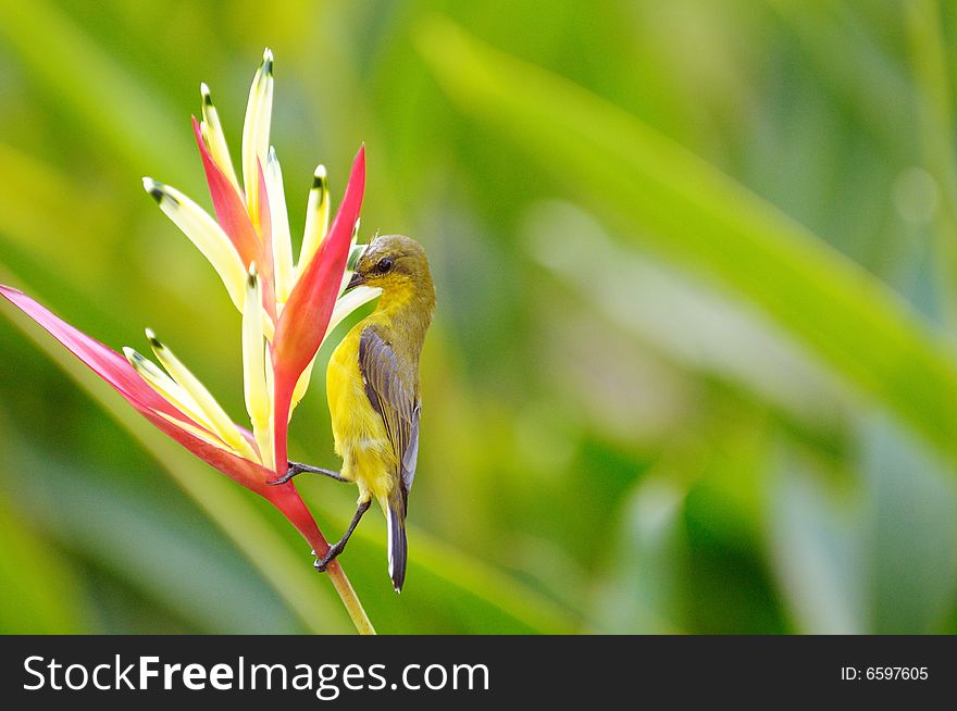 Sunbird perched on a plant. Sunbird perched on a plant