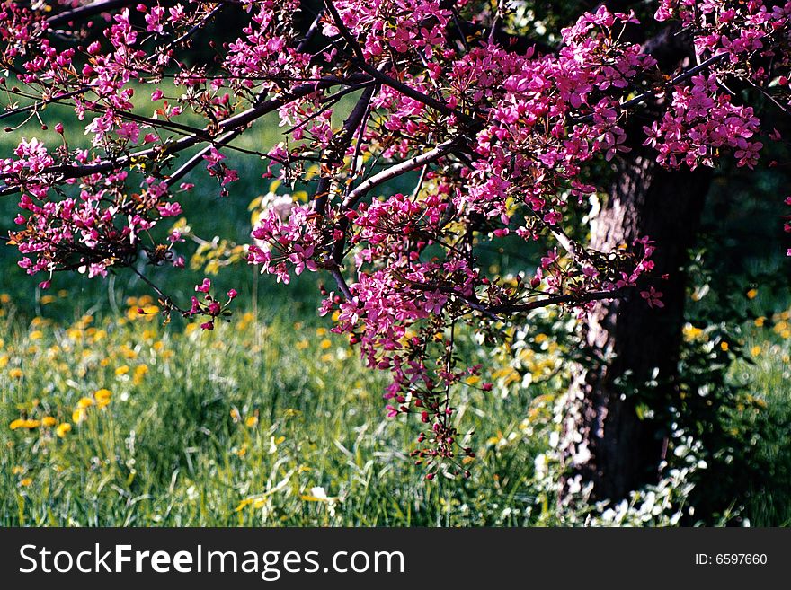 Lilac tree in a spring field