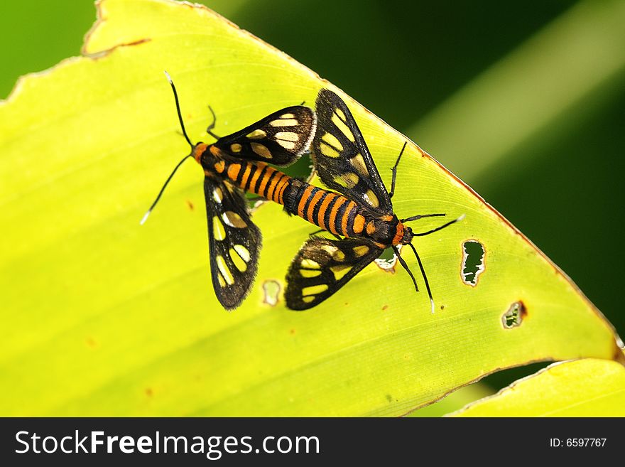 Mating Insects On A Leaf