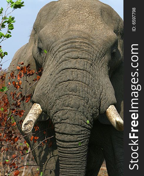 Head of an African elephant