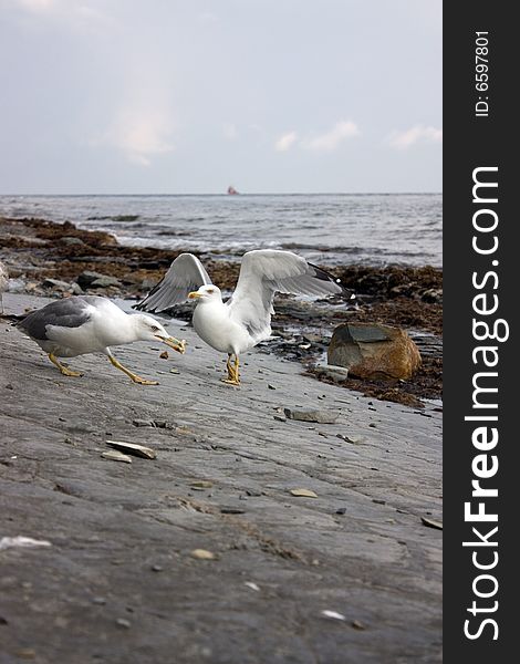 Sea gulls fighting over a feed