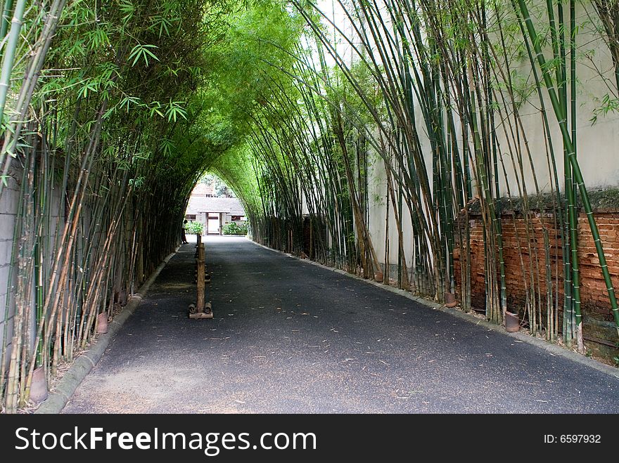 Green corridor with bamboo standing along the road. Green corridor with bamboo standing along the road