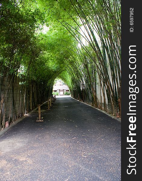 Bamboo Corridor