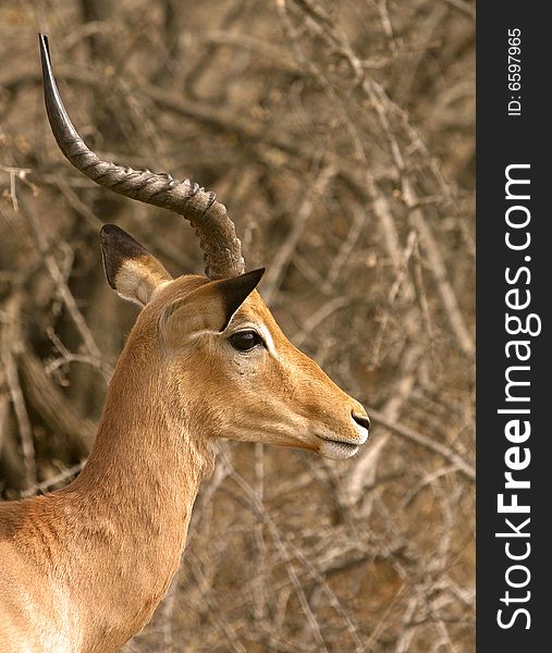 Picture of a head of an Impala or â€œRooi Bokâ€- type of an African antelope - was taken in Kruger National Park in South Africa. Picture of a head of an Impala or â€œRooi Bokâ€- type of an African antelope - was taken in Kruger National Park in South Africa