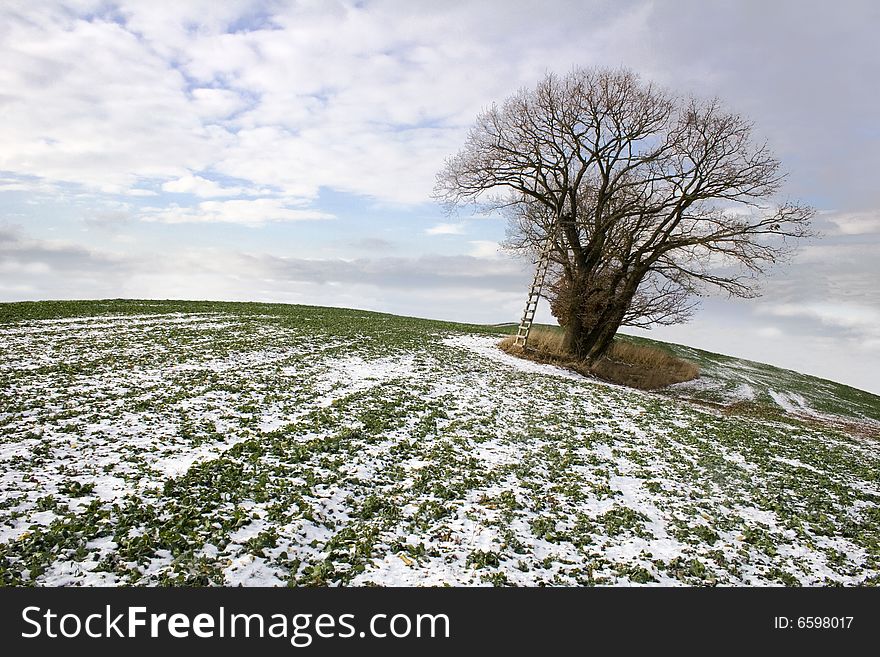 Oak tree in lone winter landscape. Oak tree in lone winter landscape