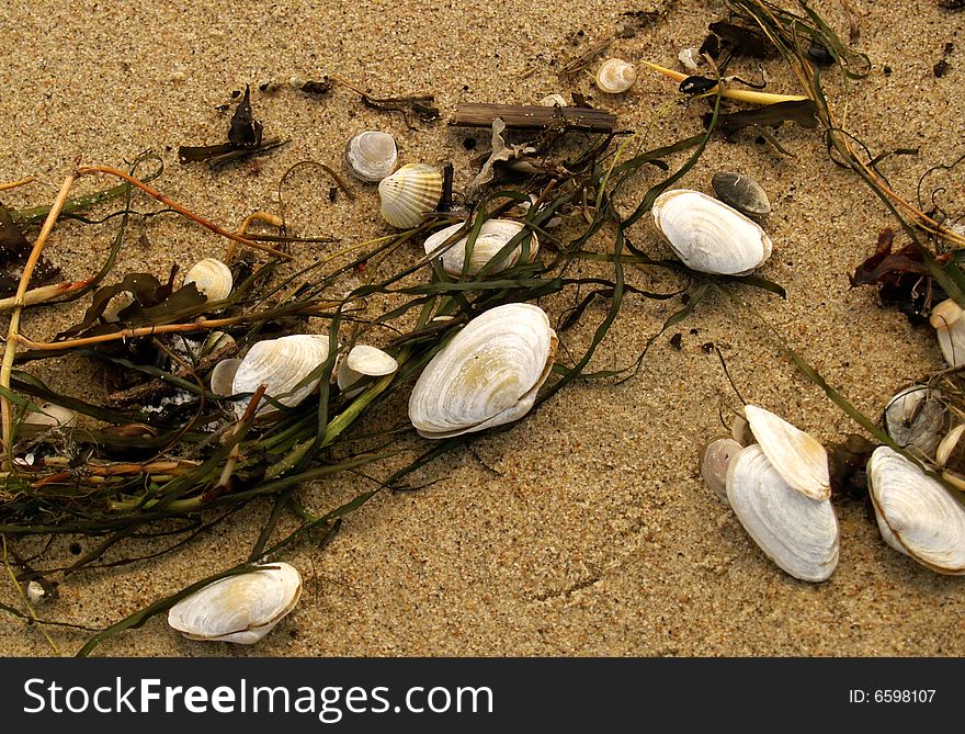 Shells on the seaside after storm