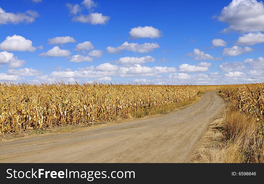 Corn field on blue sky with clouds in autumn