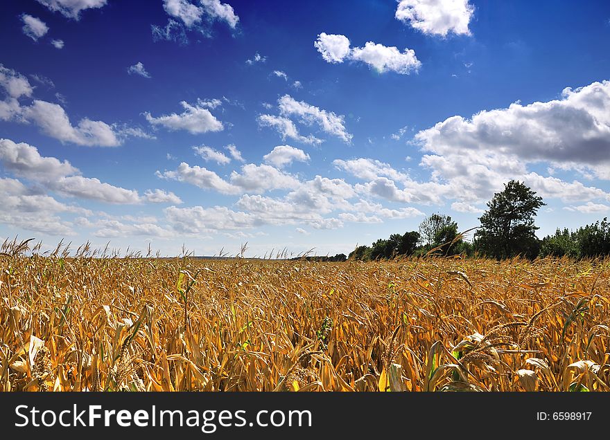 Corn field on blue sky with clouds in autumn