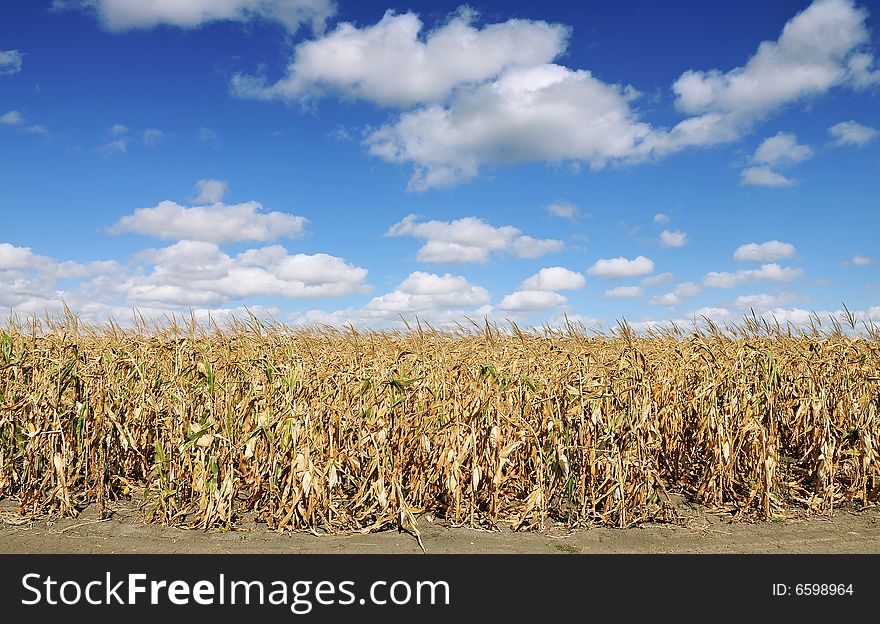 Corn field on blue sky with clouds in autumn