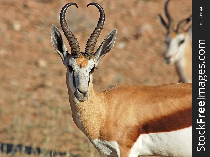 A Springbok Antelope in the Kalahari Desert, Southern Africa. A Springbok Antelope in the Kalahari Desert, Southern Africa.