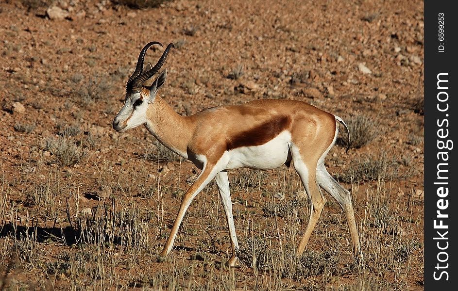 A Springbok Antelope in the Kalahari Desert, Southern Africa. A Springbok Antelope in the Kalahari Desert, Southern Africa.
