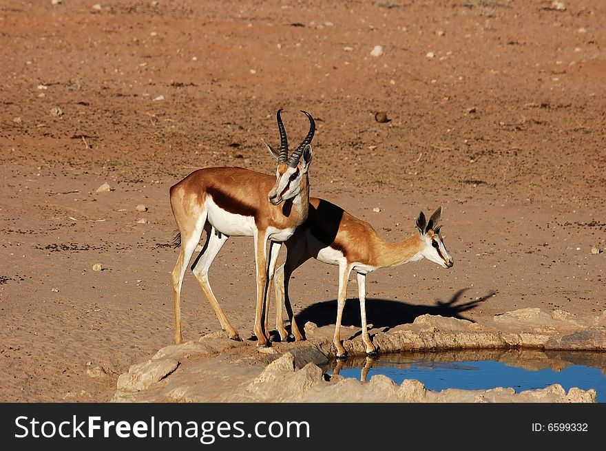Springbok Antelope at a water hole in the Kalahari Desert, Southern Africa. Springbok Antelope at a water hole in the Kalahari Desert, Southern Africa.