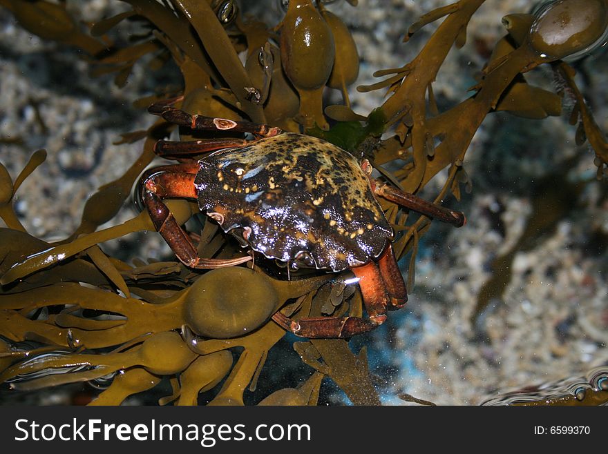 A crab resting on algae in aquarium. A crab resting on algae in aquarium